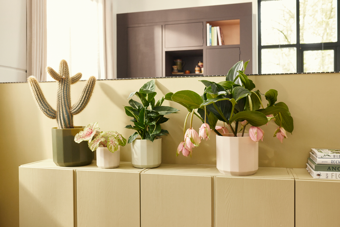 facet round 26cm rosa almendra